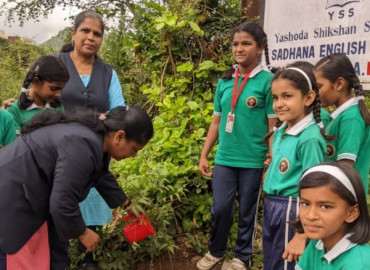Tree Plantation